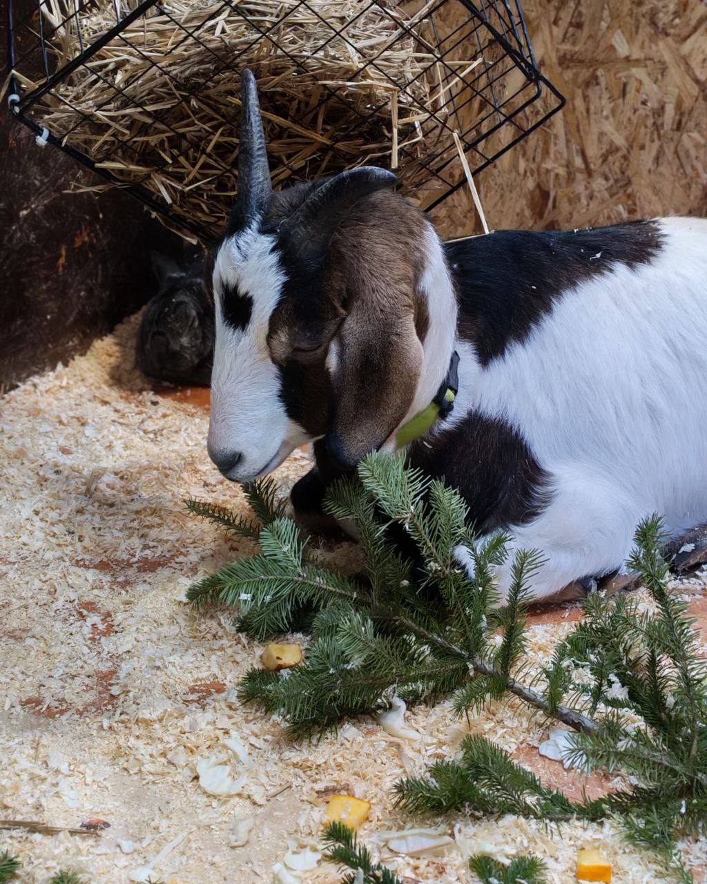 Новогодним ёлкам вторую жизнь В Иркутске и посёлке Никола Сибирский зоопарк начал принимать живые новогодние ёлки Праздники закончились а для животных начинается настоящий пир Главное условие без игрушек мишуры и украшений Наши рогатые и пушистые уже наслаждаются свежими еловыми веточками Они полезны это и витамины и тёплая подстилка в морозные дни рассказали в зоопарке Привезти ёлочку можно Иркутск Маршала Жукова 36 4 посёлок Никола Нагорная 17а Если ёлка больше не радует вас пусть порадует зверей Читайте IrCity в MAX