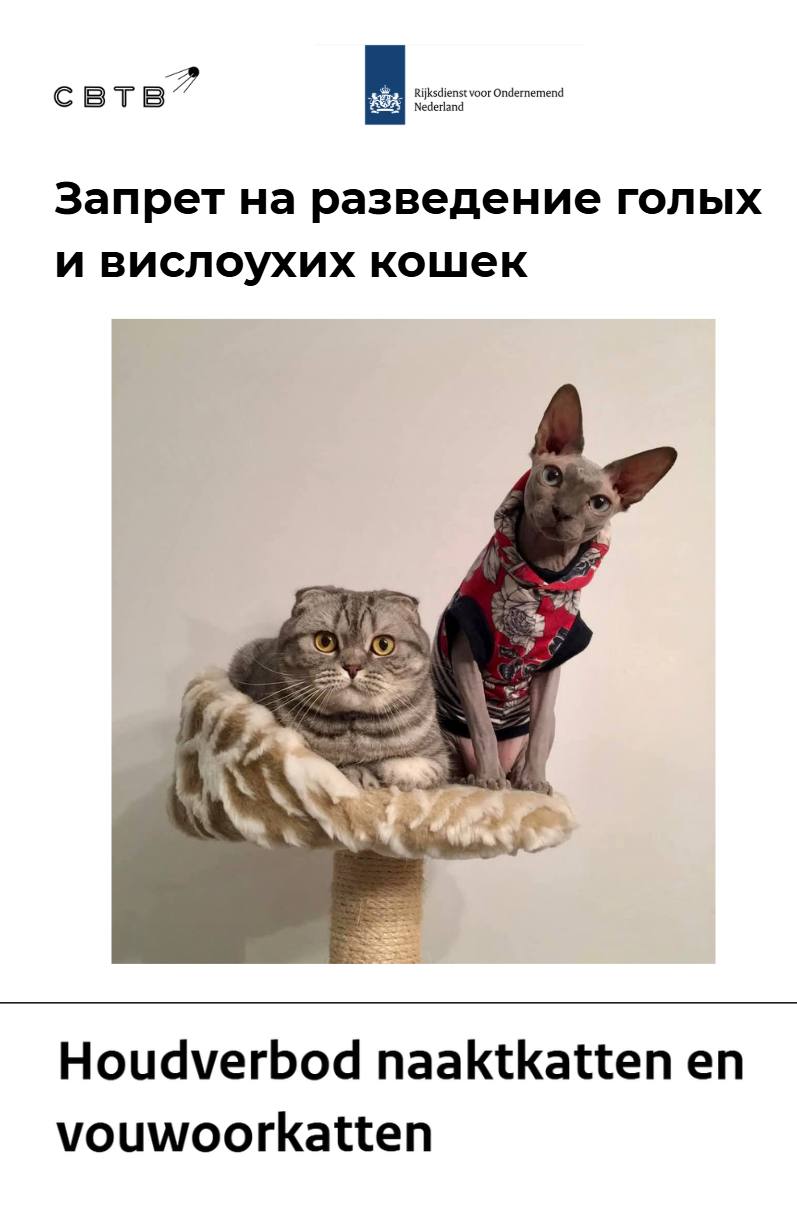 Нидерландские власти запретили гражданам заводить вислоухих и лысых кошек и въезжать с такими питомцами в страну Запрет вступил в силу 1 января этого года Как считают бюрократы разводить кошек с целью достижения определённого внешнего вида изначально было негуманно а сейчас такие животные сталкиваются с наследственными заболеваниями До этого в Нидерландах уже запретили разведение шотландских вислоухих кошек сфинксов и схожих пород Теперь люди не смогут завести себе котёнка родившегося после 1 января 2026 года и даже привезти его в страну во время туристической поездки Вместе с тем Национальная служба инспекции благополучия животных приветствует доносы на владельцев запрещённых кошек За нарушение закона предусмотрена ответственность в виде штрафа размером 1500 На этой неделе стало известно что в Нидерландах 78 социального жилья для молодых семей предоставляют мигрантам которые привозят с собой не запрещённых котят а древние традиции и уважение к другим культурам Задонатить через бота Patreon