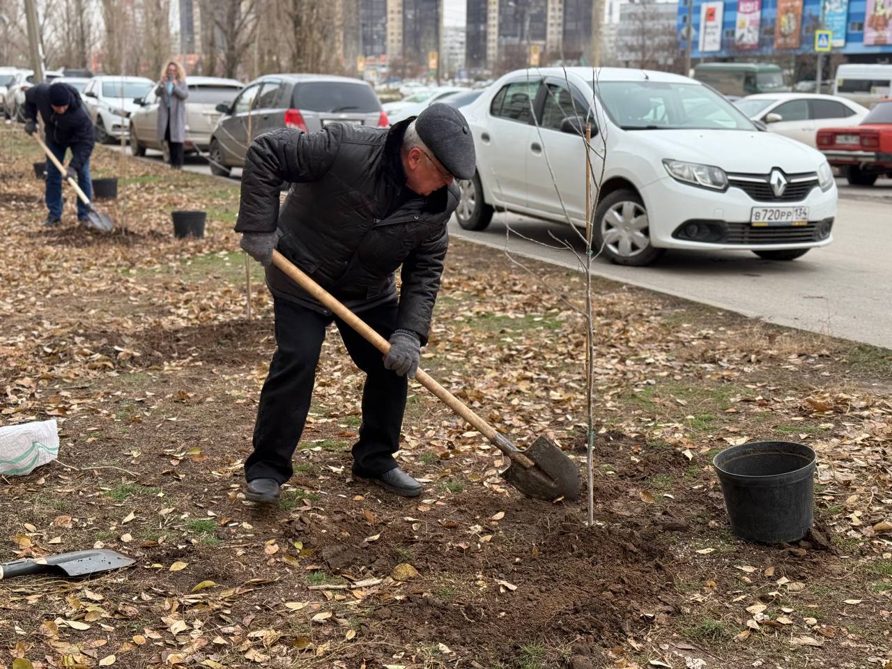 Сегодня на улице Александрова  малой  сотрудники отделов и комитетов администрации Волжского и единой дежурной диспетчерской службы высадили 30 тополей.    Сейчас в городе высаживают деревья с закрытой корневой системой, а с наступлением холодов к высадке рекомендуются хвойные породы – ель, сосна     Администрация Волжского   Подписаться