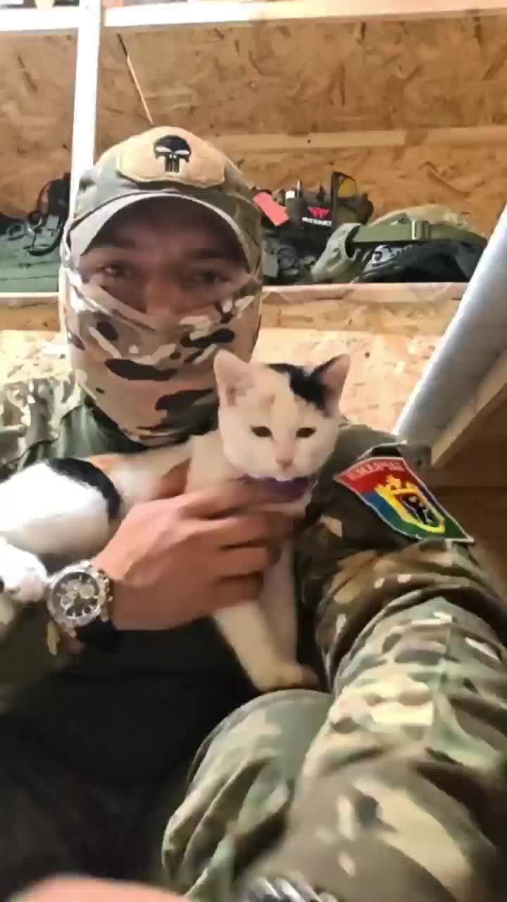В Екатеринбурге волонтеры спасли бездомных кошек, а в Карелии котенок стал талисманом бойцов СВО