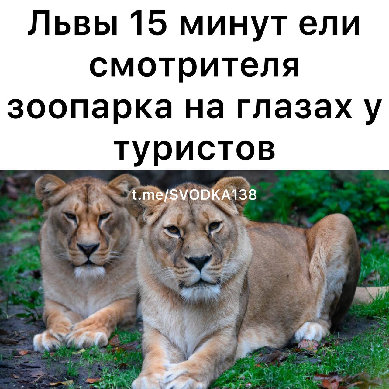 Инцидент произошел в зоопарке Safari World в Бангкоке В Таиланде львы растерзали смотрителя зоопарка на глазах у туристов сообщили в издании Daily Star 58 летний Джиан Рангхарасами был убит хищниками в зоопарке Safari World в Бангкоке Он вышел из джипа в вольере после чего один из львов напал на него Вскоре к животному присоединились еще несколько львов Туристы наблюдавшие за происходящим из машины пытались кричать и сигналить чтобы отпугнуть зверей но не могли помочь По словам местного врача Таватчай Канджанарина атака длилась 15 минут прежде чем сотрудники смогли добраться до Рангхарасами Лев напал на смотрителя когда тот выходил из машины Он был на расстоянии около 10 метров потом медленно подошел и схватил его сзади сбив на землю и укусив Три или четыре льва присоединились и начали кусать смотрителя рассказал он Мужчина был доставлен в больницу но скончался от ран Полиция полагает что смотритель нарушил правила выйдя из машины хотя в обычных условиях животные отступают как только слышат звук запускаемого двигателя Зоопарк временно закрыли Связаться с нами Сообщить о ДТП Подписаться SVODKA138 Подписаться SVODKA138 Интеграция Telega in