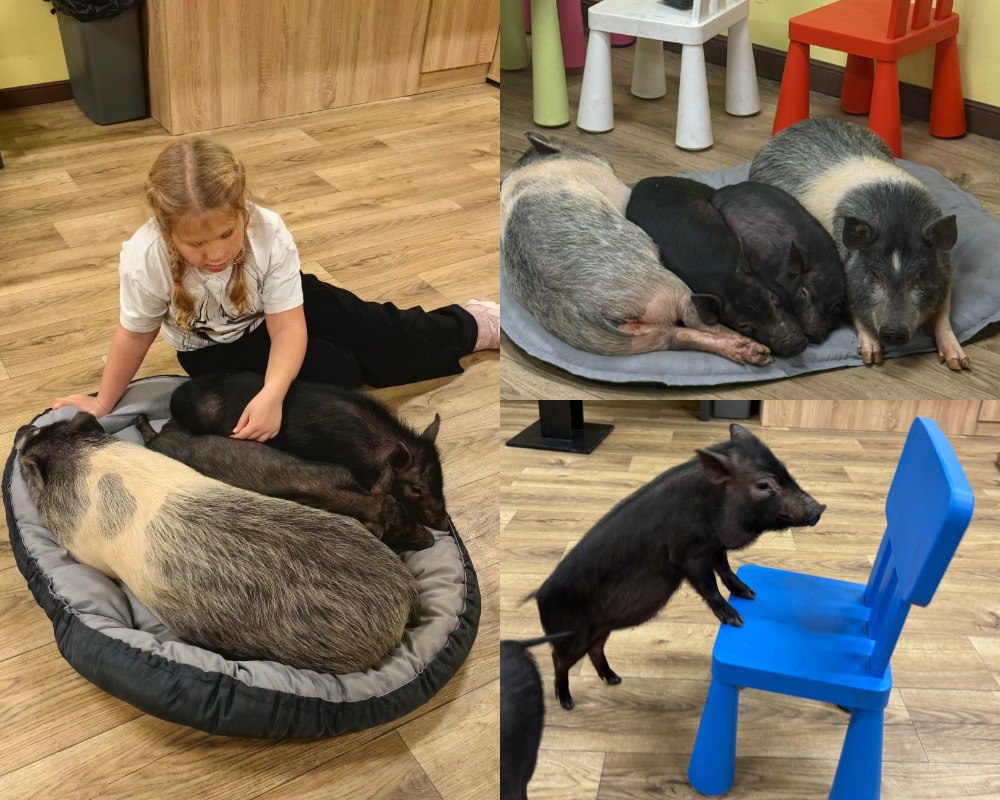 Мы вон лежим и отдыхаем прямо сейчас В ярославском антикафе Я Мини Пиг заверили что не эксплуатируют своих животных Россельхознадзор до этого объявил предостережение владельцу из за слишком длинного трудового дня у четырёх декоративных свинок Проверка ведомства показала что рабочий режим для контакта с животными превышает допустимые нормы более трёх часов в день и более четырёх календарных дней подряд Кроме того в помещении отсутствуют укрытия для свиней а также специально оборудованные зоны кормления и отдыха В самом антикафе изданию Подъём рассказали что мини пиги контактируют с посетителями только по своему настроению У них есть возможность отдыхать у них целая своя комнатка куда они могут в любой момент убежать Мы вон лежим и отдыхаем прямо сейчас Есть график когда мы выводим животных но если они хотят отдыхать они могут уйти всегда отдыхать Но животные конечно с огромным удовольствием выходят к гостям В антикафе заявили что причиной проверки стала жалоба местной зоозащитницы которая у нас даже не была ни разу Она на все подобные предприятия жалуется на зоопарки и на всё всё Мы видели жалобу все фотографии взяты из интернета Вот она увидела что животные в неволе это для неё ужасно к сожалению Подписывайтесь на Подъём Паблик Подъёма в ВК