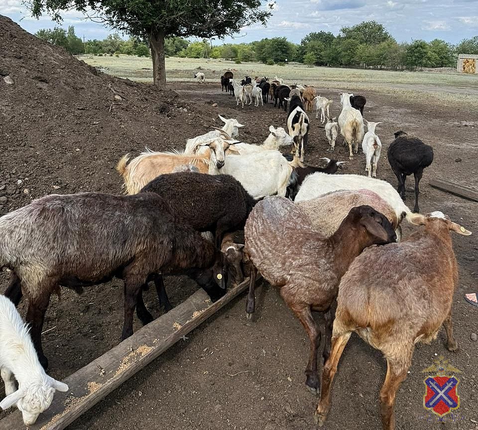 Полицейские Калачевского района задержали грабителя чужого скота В полицию обратилась 35-летняя жительница одного из сёл Калачёвского района, которая сообщила, что её 13-летний сын пас овец и коз, когда один из соседей отбил от стада 35 голов парнокопытных и стал загонять их на территорию своего домовладения. Мальчик попытался воспрепятствовать, но злоумышленник оскорбил его и продолжил похищать скот. И лишь после того, как подросток пообещал сообщить об этом родителям, мужчина выгнал животных обратно на улицу. Полицейские задержали грабителя. Им оказался 47-летний местный житель. Вину свою в содеянном он не признал. Следователем Отдела МВД России по Калачёвскому району в отношении подозреваемого возбуждено уголовное дело по признакам преступления, предусмотренного ч. 2 ст. 161 УК РФ – «Грабеж, то есть открытое хищение чужого имущества, совершенный в крупном размере». Мужчине избрана мера пресечения в виде содержания под стражей. За содеянное злоумышленнику грозит наказание в виде лишения свободы на срок до 7 лет.
