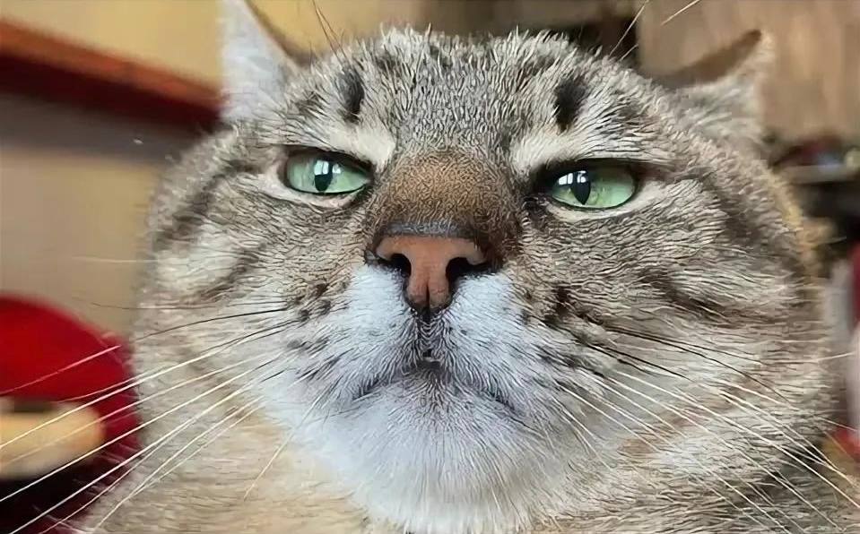 Москвич решил объявить себя банкротом из за лечения 19 летнего кота 29 летний Андрей он жил со своим Федей с восьми лет В октябре 2023 го пушистик заболел мочекаменной болезнью Ветеринары сделали ему несколько операций прописали дорогое лечение хозяину пришлось занять денег у банков Всего около 300 тысяч рублей Феденьку не спасли но кредиты остались из за пеней и штрафов набежало 1 2 миллиона рублей Парень подал на банкротство Фото и информация Mash