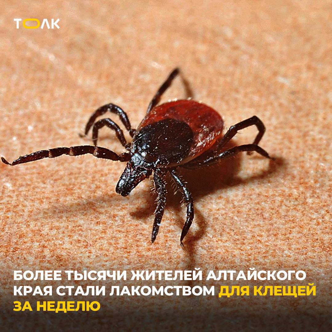 За прошедшую неделю от присасывания клещей пострадали 1032 жителей Алтайского края Как сообщил региональный Роспотребнадзор, эпидемиологический клещевой сезон начался в крае 21 марта. С того дня зарегистрировали уже порядка 3,5 тысячи случаев присасывания клещей, в том числе у 725 жителей Барнаула. Подтвержден 21 случай заболевания сибирским клещевым тифом, из них 10 — это дети до 14 лет. Заболевших другими клещевыми инфекциями нет. "В настоящее время наблюдается интенсивный рост активности и численности клещей. Пик их активности прогнозируется в мае, однако опасность пострадать от присасывания клеща сохранится в течение всего теплого времени года", – напоминают специалисты. ТОЛК