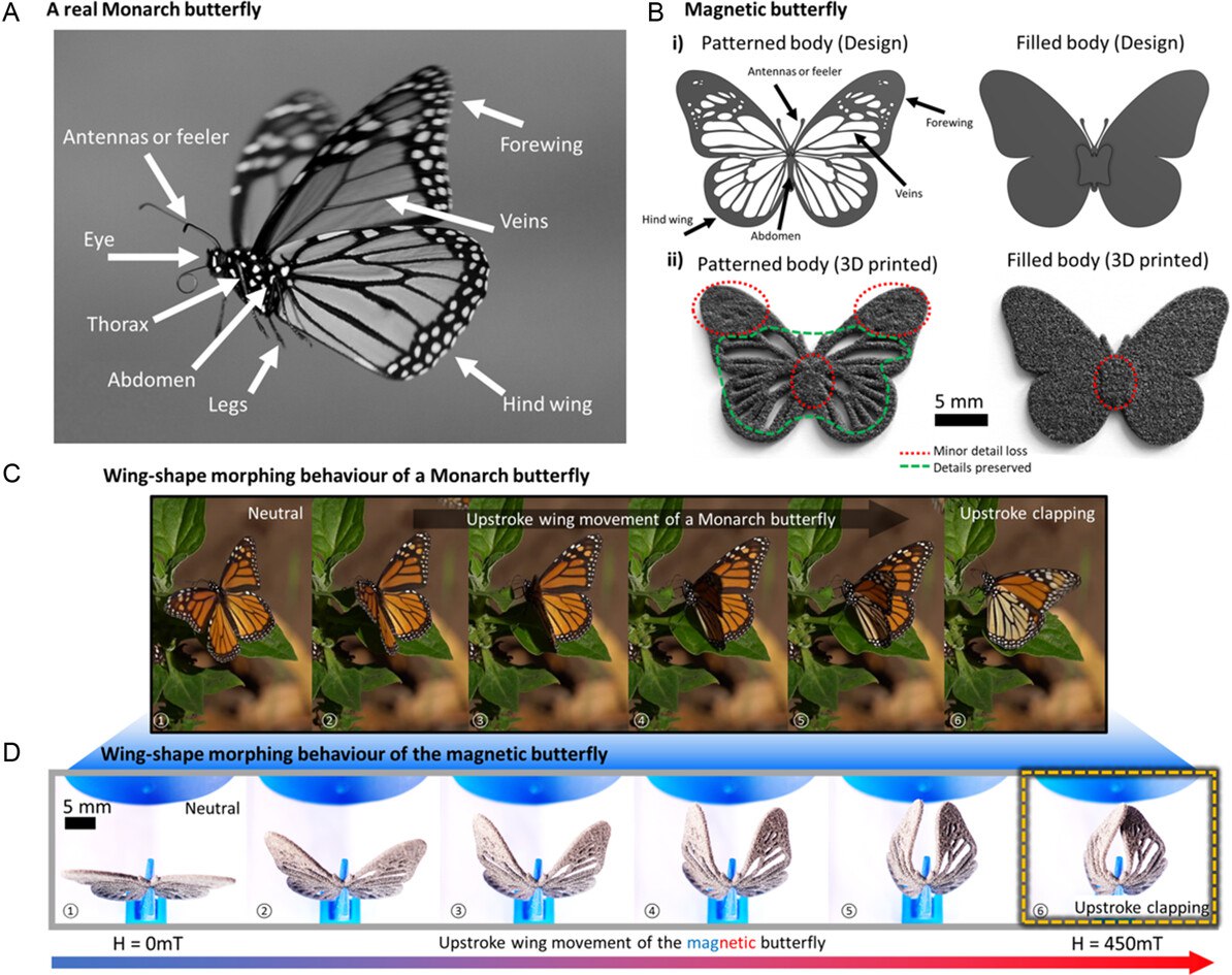 Учёные создали роботизированные крылья бабочки, работающие без источника энергии  Вдохновившись крыльями бабочки, команда немецких исследователей разработала новый вид роботизированных крыльев, которые могут работать, используя только магнитные поля. Новые крылья, созданные исследователями из Технического университета Дармштадта и Центра Гельмгольца Дрезден-Россендорф, не нуждаются в батареях или электронике.  По словам учёных, они вдохновились данаидами монарха, которые известны своими невероятно дальними миграциями от Канады до Мексики.   Новые роботизированные крылья обеспечивают энергоэффективный полет, сочетая движение с пассивным изгибом, что редко удается повторить в искусственных условиях. Это стало возможным благодаря комбинации крыльев из гибкого пластика с микронными магнитными частицами.  Команда обнаружила, что встроенные магнитные частицы под воздействием внешнего магнитного поля заставляют крылья изгибаться подобно бабочкам. Достичь желаемого дизайна оказалось непросто, однако после тестирования менее 12 различных вариантов 3D-печати команда смогла создать крылья, поразительно похожие на крылья бабочек.  Одним из самых сложных аспектов работы было создание крыльев, которые были бы ультра-тонкими и гибкими, но в то же время прочными. Для достижение этого результата, учёные глубоко изучили морфологию и структуру крыльев бабочек, а также их механику полёта.     Wiley Advanced  #Постфактум    Онлайн-проект eMAKS