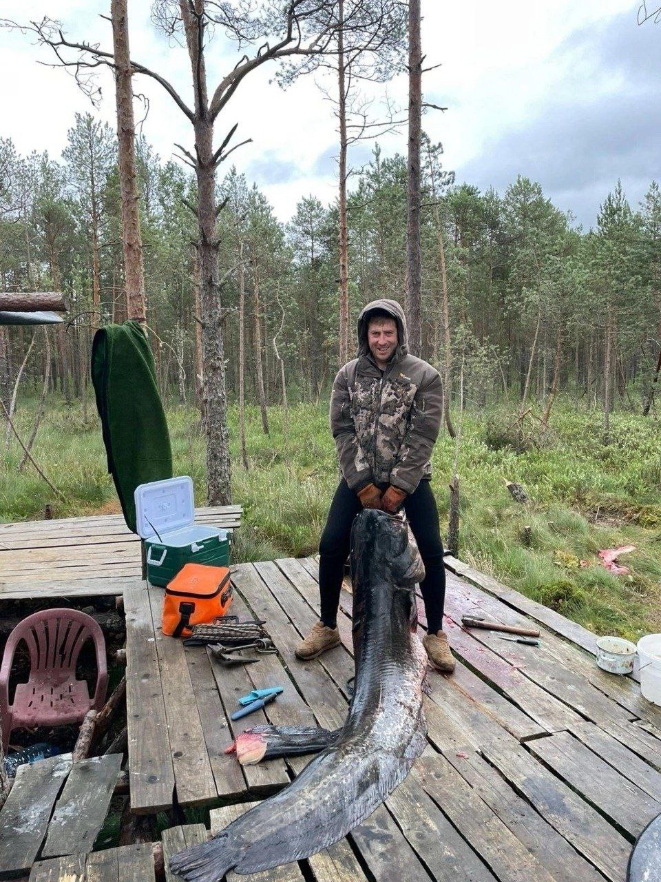 Сома длиною в 2 2 метра поймал в Куньинском районе на озере Двинье Дмитрий Налогин Об этом он рассказал в своих социальных сетях Напомним что Дмитрий Налогин активно участвует в проектах по благоустройству Куньинского района СОСЕДИ60 ДАТЬ БУСТ Отправить нам новость