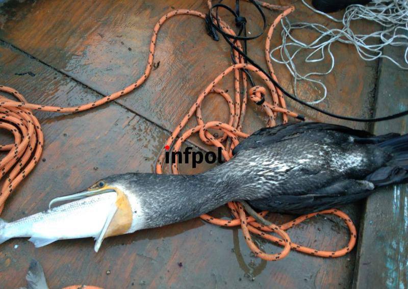 В Бурятии начнут регулировать численность бакланов С такой просьбой к Алексею Цыденову обратились жители прибрежных районов Люди уверены бакланы вредят рыбным хозяйствам и экологии Глава согласился что пора принять кардинальные меры Я прошу минприроды бурприроднадзор и минфин предусмотреть в том числе финансирование на то чтобы уже с этой весны мероприятия по регулированию численности баклана начали реализовываться отметил Алексей Цыденов