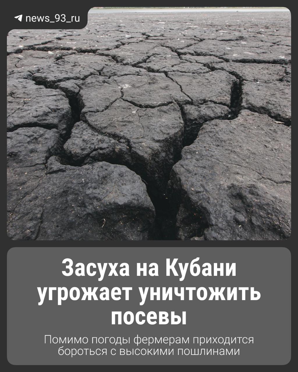 Почвенная засуха, которая угрожает урожаю озимых культур в нескольких районах, сохраняется на Кубани Президент кубанской Ассоциации крестьянских хозяйств и сельскохозяйственных кооперативов Александр Шипулин в подтвердил серьёзность ситуации. Он отметил, что северная зона края сильно пострадала из-за отсутствия снега зимой и недостатка влаги, что привело к почвенной засухе. «Урожая не будет. Это не прогноз, это факт. Даже небольшой дождь уже не исправит ситуацию», — заявил Шипулин. Он также обеспокоен экспортными пошлинами, которые, по его словам, «душат фермеров» четвёртый год подряд, и предупредил, что их сохранение вкупе с засухой может привести к массовым банкротствам аграриев. Новости Краснодара