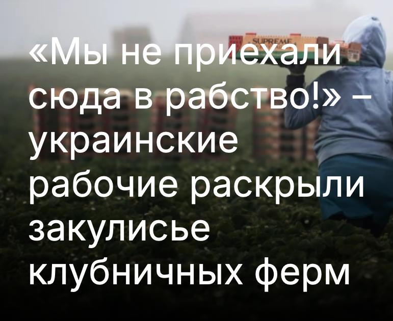 Им обещали безвиз, каву в венской опере и кружевные труселя с начёсом  Дейсвительность оказалась другой, пишет Михаил Онуфриенко: Журналисты расследовательского подразделения Yle MOT опросили несколько иностранных сезонных работников, в основном из Украины, которые утверждают, что на финской клубничной ферме столкнулись с крайне тяжёлыми условиями труда: низкой оплатой, чрезмерно долгими рабочими днями и отсутствием выходных.  Обезболивающие утром и вечером, 15-часовые смены, унижения и напрасные надежды на лучшую жизнь — так описывают свою работу на одной из клубничных ферм Финляндии украинские сезонные рабочие.  "Я не верил, что в развитой стране может существовать такое рабство", — жалуется один из "сошедших с небес" Василий Коневич.  По словам другой осчастливленной еврохромадянки Надежды Болеховской, рабочие дни регулярно длились по 13–15 часов, выходные нужно было буквально выпрашивать, а жилищные условия были крайне скромными. Более того, как владелец фермы, так и украинский бригадир вели себя оскорбительно и унизительно.  С чего вдруг такой облом-с? Откуда такая зрадища?  Видать, плохо скакали, недостаточно...  "Слава тебе, Боже, что я не москаль" с  - кажется так повторяли рефреном фанаты майдана?  Просчитались. Но где?