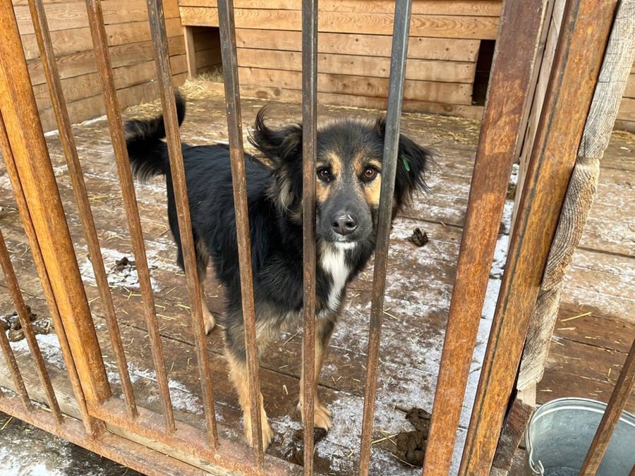 Красноярцы собрали более полутора тонн корма для бездомных собак — рекордное количество  В Красноярске с 7 по 20 октября прошла благотворительная акция «Подай лапу помощи». В ней приняли участие более 200 человек.    Неравнодушные граждане пожертвовали более полутора тонн корма, круп и мясных консервов, 60 подстилок, 19 мисок для корма и пять упаковок пеленок, 30 ошейников, а также более 40 лежанок и игрушек для животных.   По словам волонтеров, это в четыре раза больше, чем обычно.  Корм и вещи отправились в «Алькин Дом», «Моё пёс», «Ковчег надежды» и «Хатико», где содержится суммарно более 1900 бездомных собак и кошек, сообщают в мэрии.