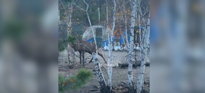 Следователи возбудили уголовное дело по факту гибели работника зоопитомника в Забайкалье Следователи Следственного комитета возбудили уголовное дело по факту гибели работника зоопитомника Напомним 28 сентября этого года изюбрь напал на работника зоопитомника От полученных травм мужчина скончался По версии следствия должностные лица не исполняли надлежащим образом обязанности по безопасному содержанию животных не обеспечили наличие необходимого для загона животных инвентаря и допустили выход дикого животного из вольера