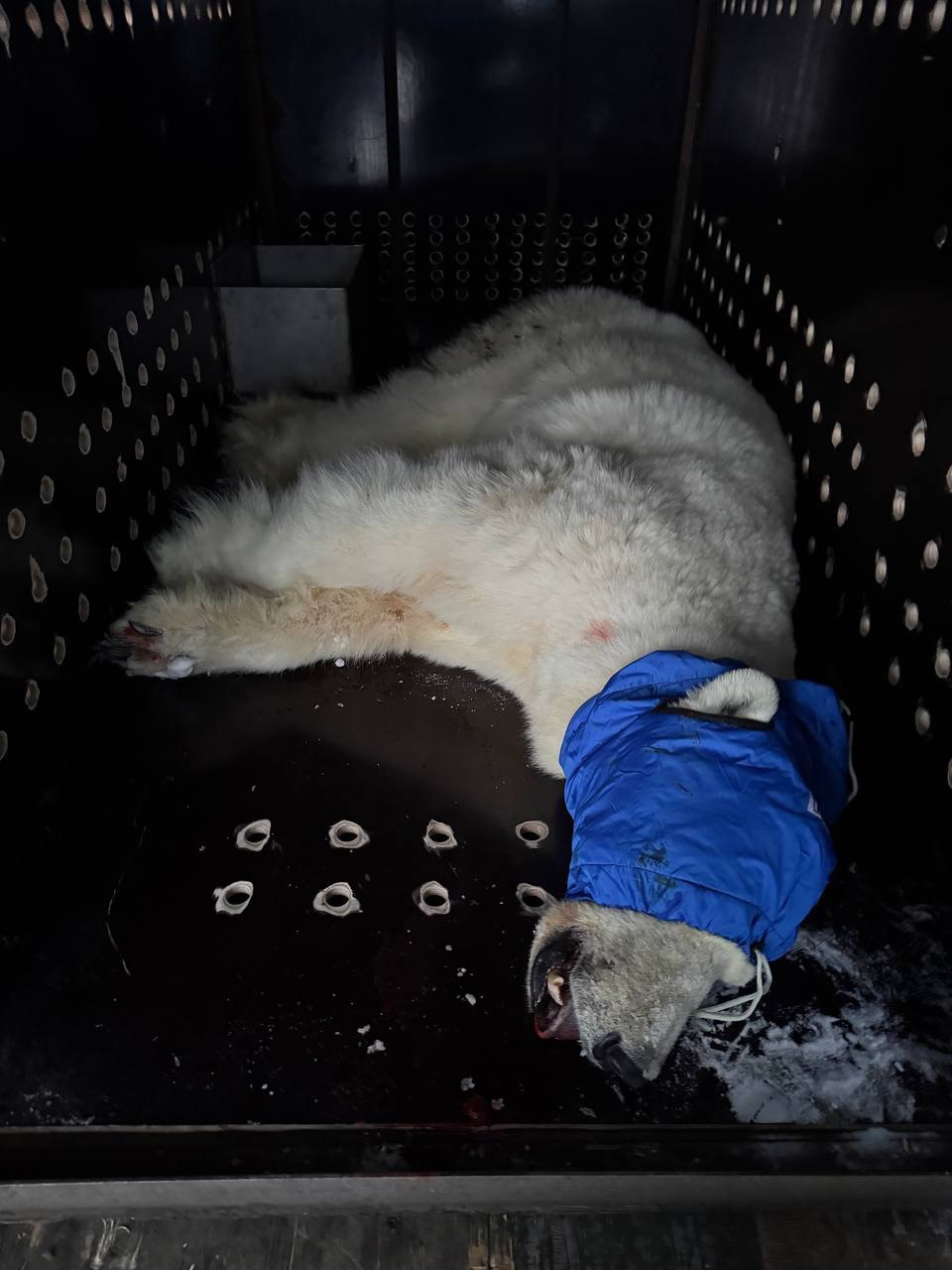 На Таймыре поймали белую медведицу которая напала на семью Животное увезут в Московский зоопарк Поиски велись с 5 января специалистами Росприроднадзора и Министерства природных ресурсов и лесного хозяйства Красноярского края Самке около 15 лет Замруководителя Росприроднадзора РФ Татьяна Кузнецова рассказала что медведица худая у нее поврежден клык Вероятно по этой причине у нее возникли проблемы с добыванием пищи и она вышла к людям Сейчас медведицу транспортируют в Норильск для обследования после чего ее доставят в Московский зоопарк Фото соцсети Светланы Радионовой