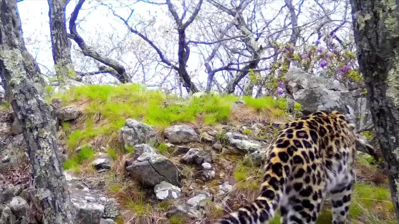 Дальний восточный леопард Leo 260M достиг самой северной точки Приморья за 50 лет