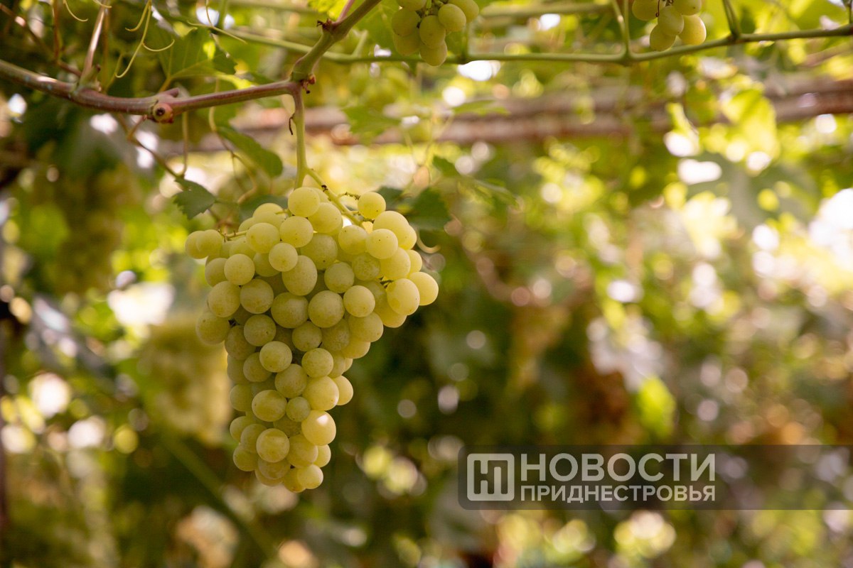 Весенние заморозки снизили урожай фруктов в Приднестровье получилось около 40 от прошлогодних объёмов Виноградари продолжают сбор уже собрано 11 5 тысяч тонн часть идёт на переработку на заводы КВИНТ и Букет Молдавии Сбор овощей также продолжается Как отмечено в докладе Президенту овощей хватает для внутреннего рынка psppmr