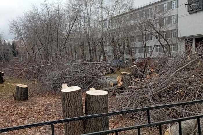 В Екатеринбурге вырубили целую аллею деревьев — фото  В Екатеринбурге на аллее на улице Мира спилили десятки деревьев. Фото срубленных деревьев опубликовал общественник и автор телеграм-канала «Коренной екатеринбуржец» Дмитрий Москвин.