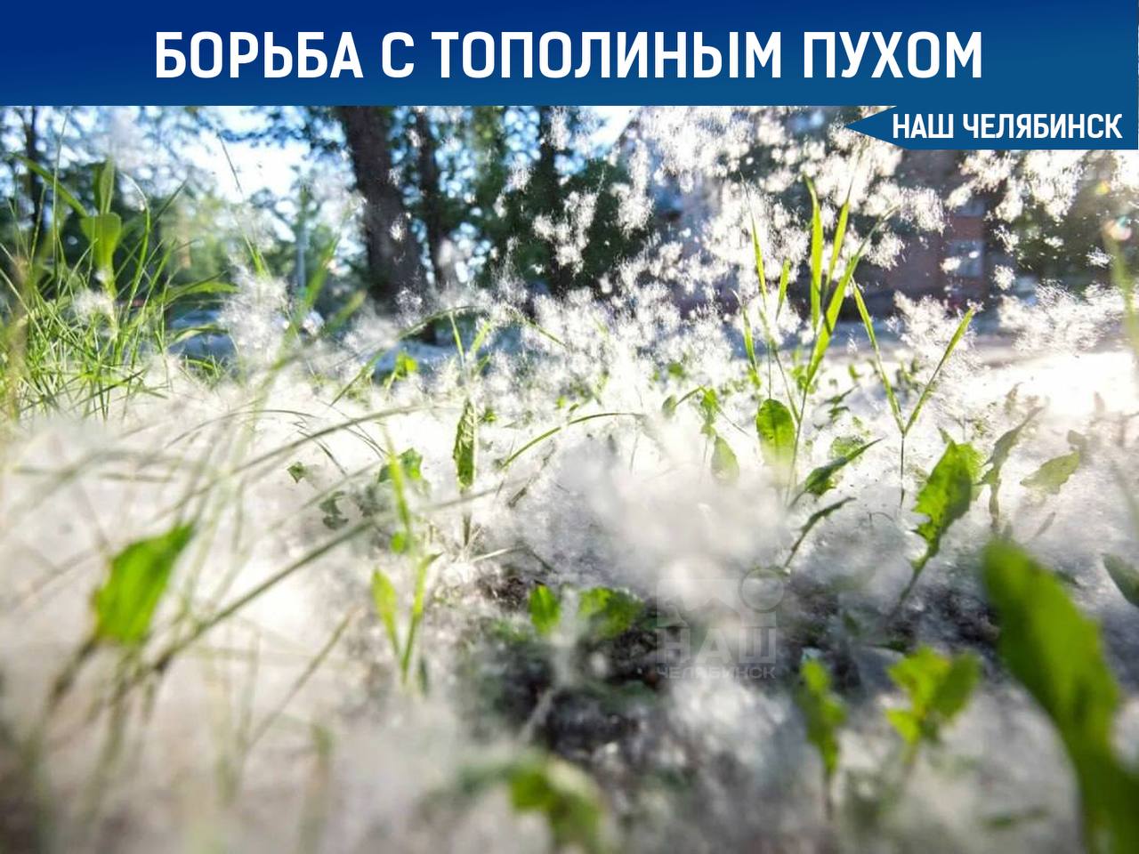 Начнут борьбу с тополиным пухом Мэр Челябинска поручил главам районов начать пролив улиц для профилактики возгораний из-за тополиного пуха. По его словам, мерами займутся до начала дождей, которые ожидаются в ближайшие дни. Тополиный пух часто становится причиной пожаров. Подписаться на «Наш Челябинск»