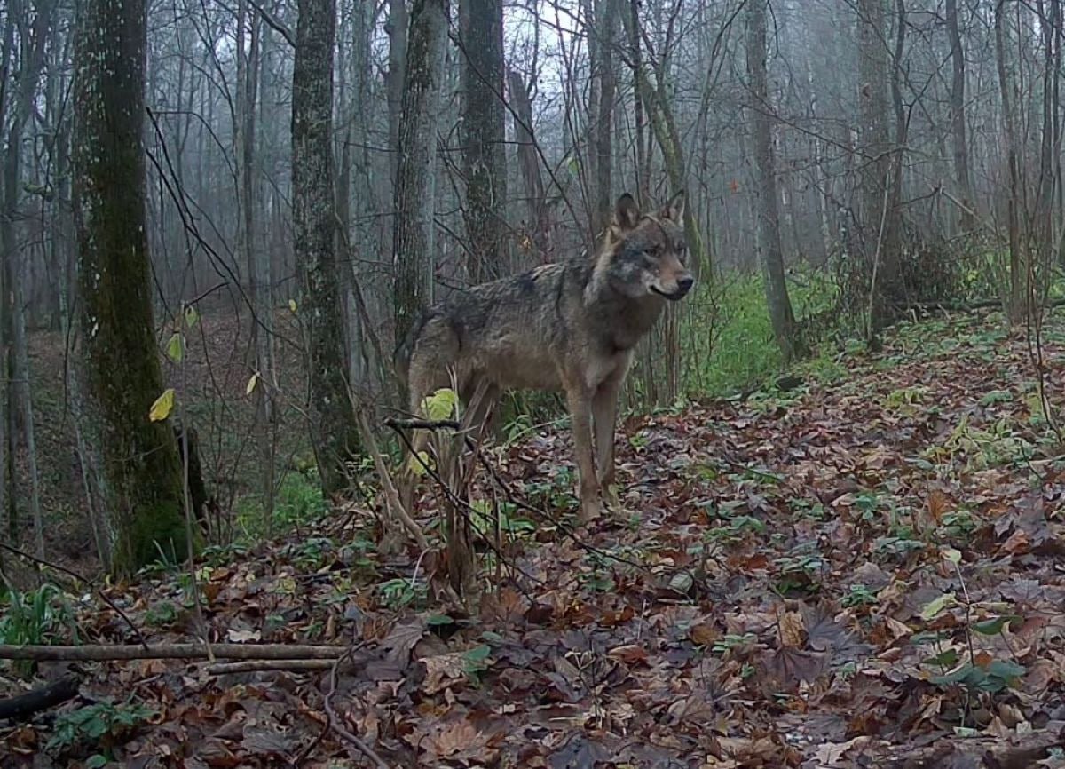 На границе Тульской области заметили волков Хищники попали на записи фотоловушек в заповеднике Калужские засеки Это обычные обитатели этих мест проживающие на южном участке По словам старшего научного сотрудника заповедника Елены Литвиновой здесь постоянно обитает одна семья в разные годы состоящая из 9 15 особей Волчата появляются на свет весной до зимы доживают 3 4 детеныша Потом молодежь 2 3 года находится под покровительством родителей а затем отселяется на сопредельные территории Фото фотоловушки заповедника Калужские засеки 1  2   Подпишись на новости