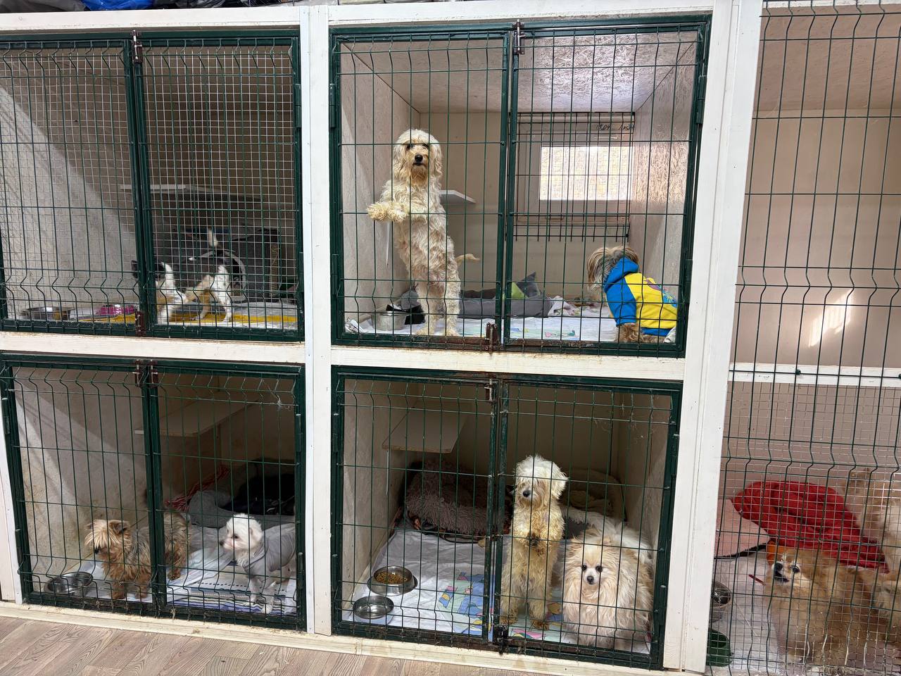 Раскручивается детективная история с торговлей собаками породы мальтипу Песиков держали в нежилом доме на Кавказском бульваре в довольно скотских условиях Когда же защитники собачьих прав попытались выкупить питомцев их немножко обманули обещали за 150 тысяч продать 15 щенков а продали всего 6 причем две собаки были больны Заявление в полицию на владельцев странного питомника уже написано Подробности читайте по ссылке