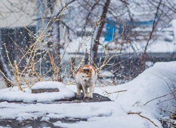 В Сочи холоднее, чем в Мурманске: зима сошла с ума, и впереди еще безумие Зима перепутала стороны света, заявили синоптики    Читать подробнее на сайте...