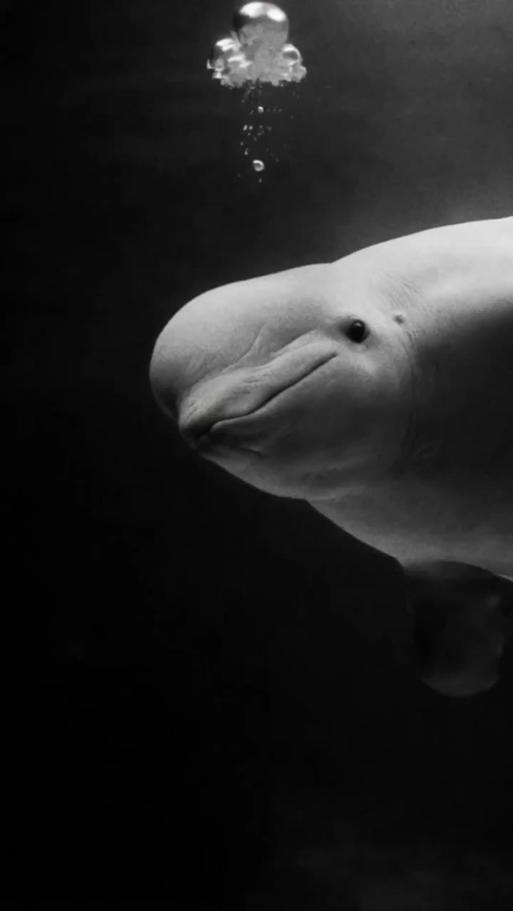 Смерть белухи Понки в Москвариуме