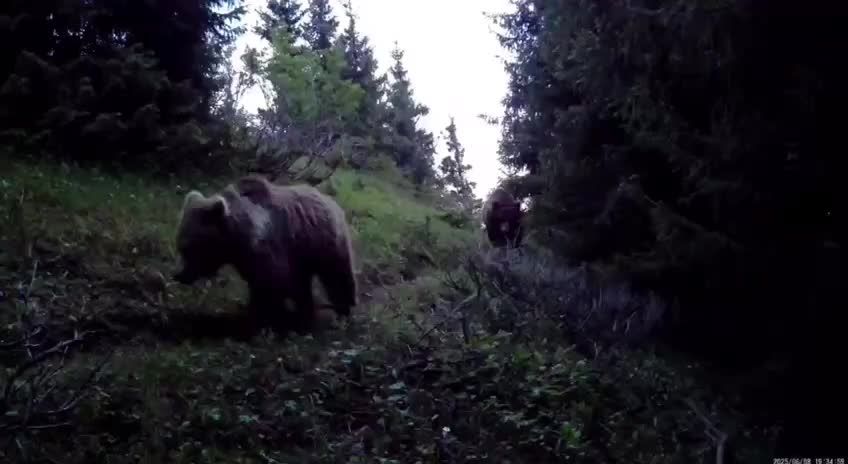 В Буреинском заповеднике зафиксированы медведи на видео