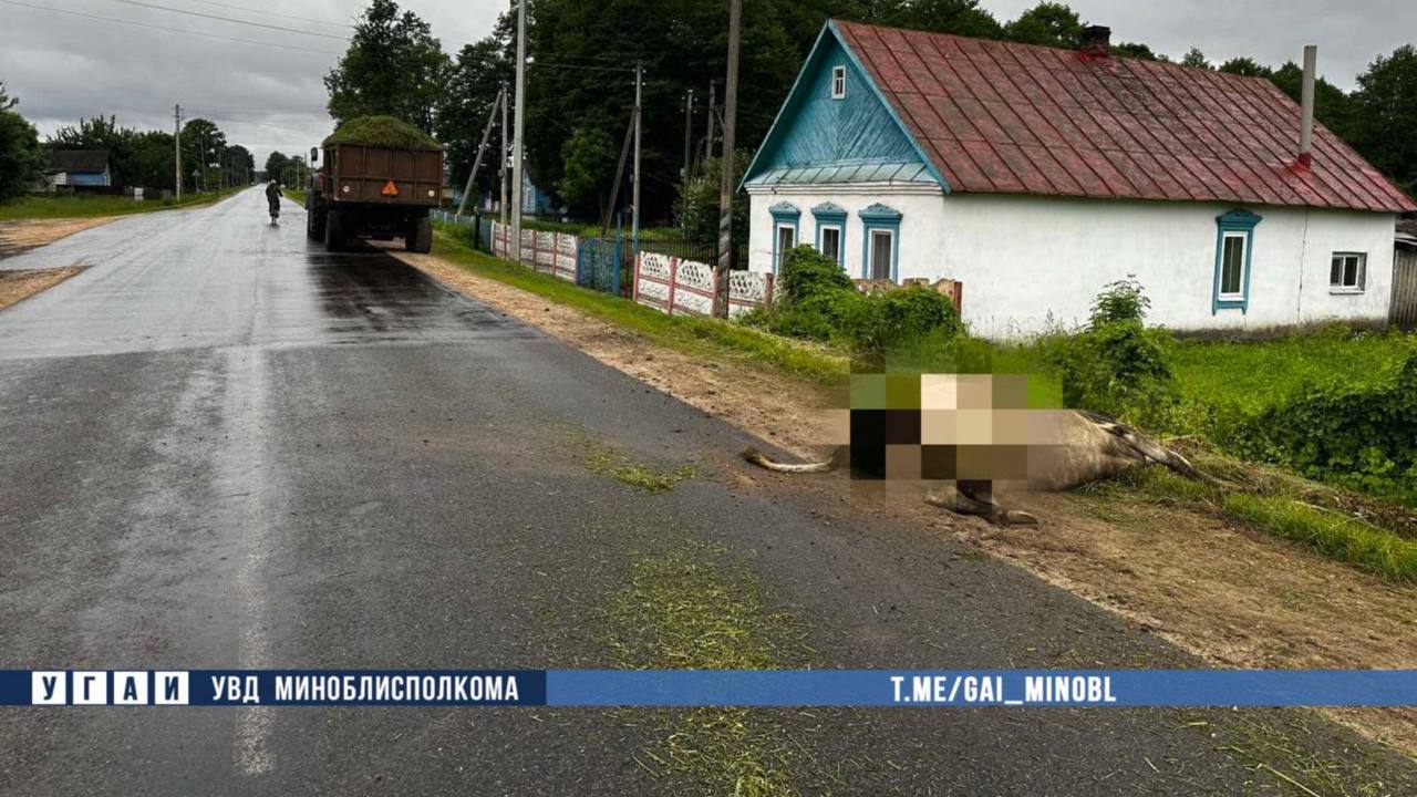 ДТП в Любанском районе: трактор наехал на животное 17 июня около 06:37 на автодороге Н-8881 «Селец-Старые-Юрковичи-Новые Юрковичи», 53-летний местный житель, управляя трактором MTZ в сцепке с полуприцепом, совершил наезд на идущее во встречном направлении по проезжей части домашнее животное корова , которое отбросило в сторону правой обочины, где двигалась на велосипеде 54-летняя местная жительница. В результате ДТП женщина с полученными травмами госпитализирована.