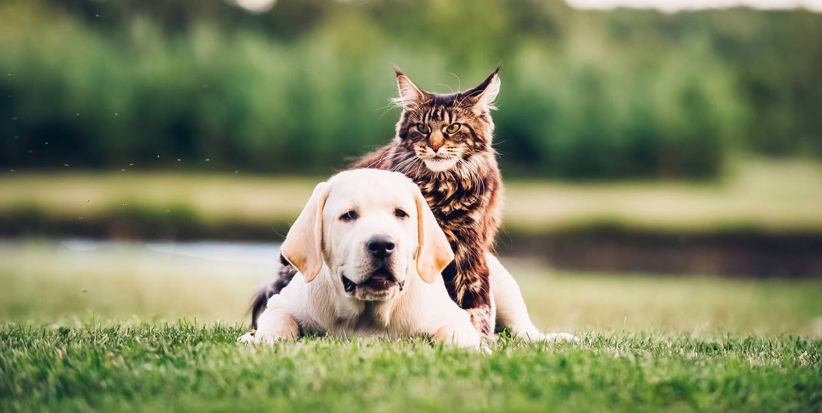 Кошкам в России чаще дают русские клички Барсик Пушок Муся а собак называют иностранными Джек Тайсон Ричард Об этом сообщают СМИ со ссылкой на ветеринаров Подписаться Прислать новость Чат