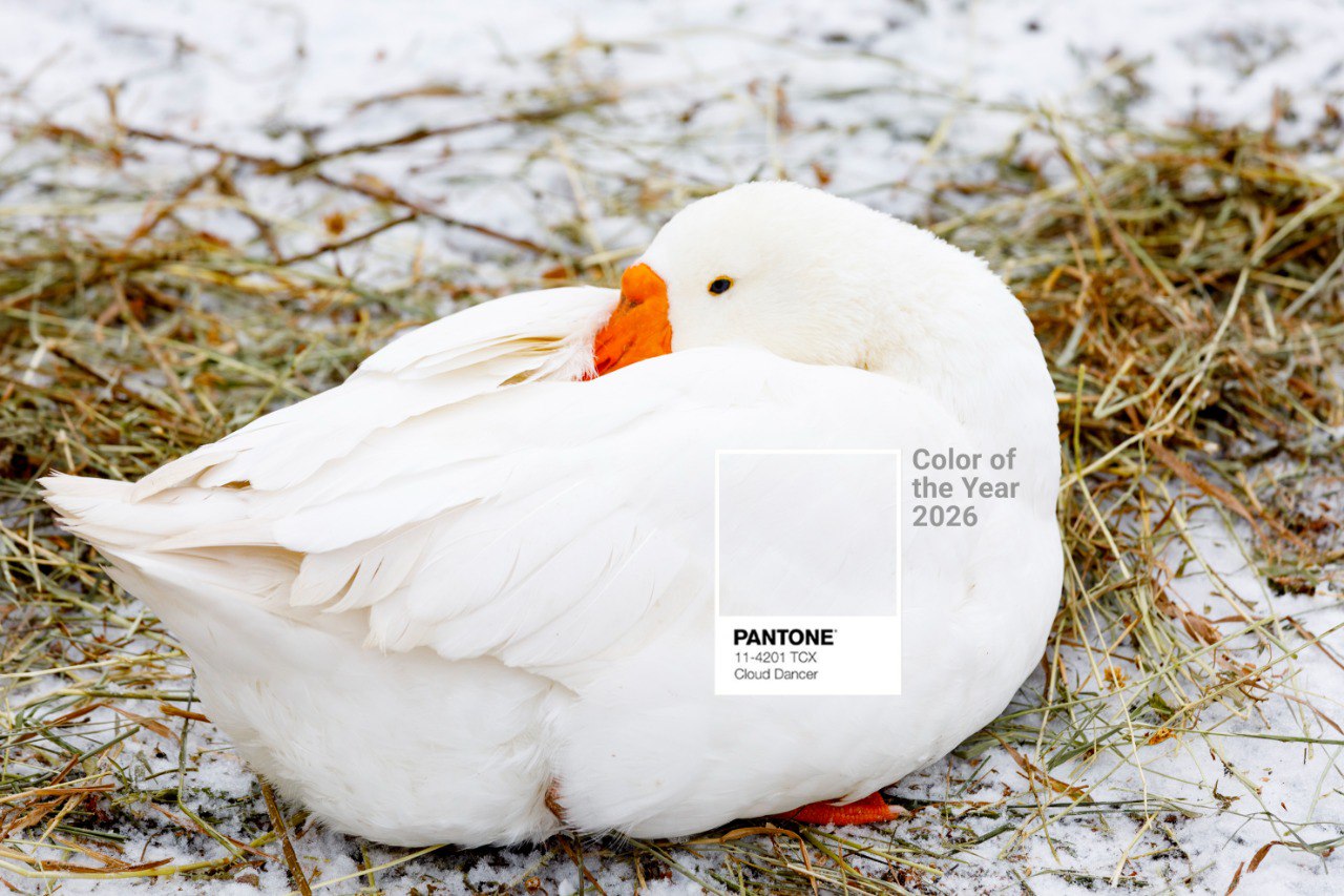 Международный исследовательский институт Pantone объявил сегодня главный цвет следующего года Им стал Cloud Dancer облачный танцор нейтральный белый приносящий спокойствие ясность и творческое дыхание в шумный мир Как нельзя лучше настроение этого цвета передает яснополянская гусыня Красавка Свернувшись облаком в зимний день она напоминает о необходимом всем нам спокойствии