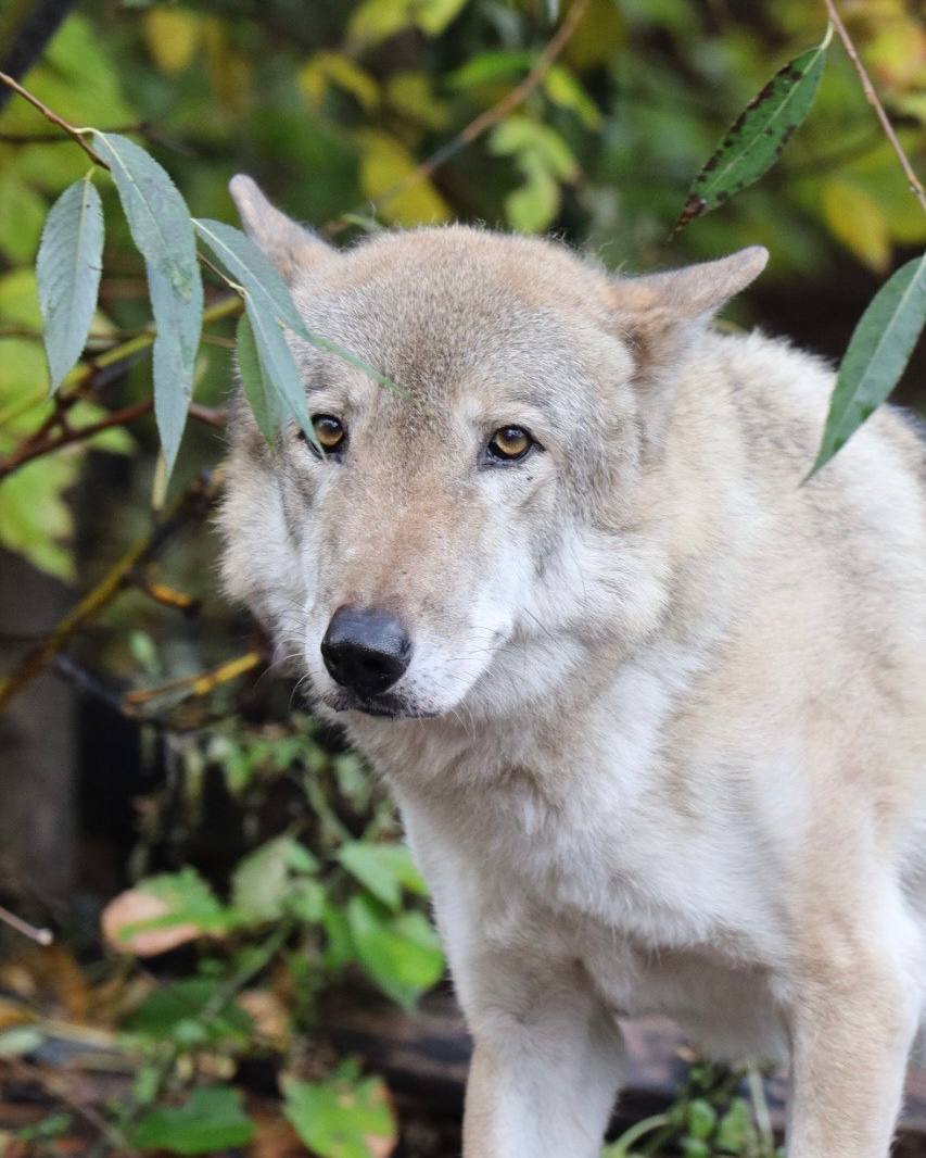 Скончался серый волк Тарзан из Московского зоопарка Животное долго боролось с онкологией