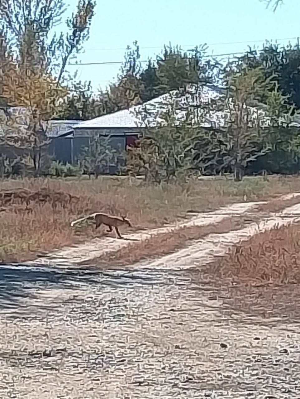 В Оренбуржье дикие лисы и корсаки все чаще стали выходить к людям В Минприроды напомнили трогать подкармливать животных нельзя как и делать с ними фото orengorodovoy