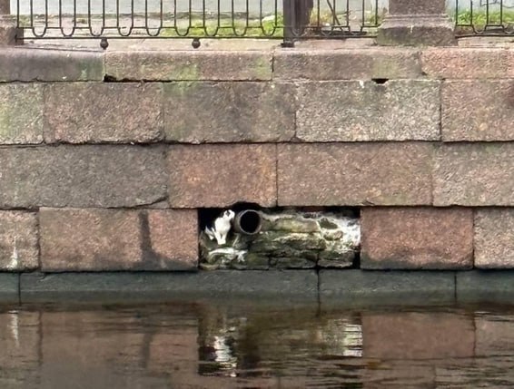 Котика пытаются спасти в центре Петербурга На протяжении нескольких дней на набережной канала Грибоедова рядом с дренажной трубой периодически появляется кот Уже было сделано три попытки спуститься к коту и все три были безрезультатны То кот пугался и куда то прятался то не появлялся вовсе Операция по спасению будет продолжена Подписаться ТГ MAX