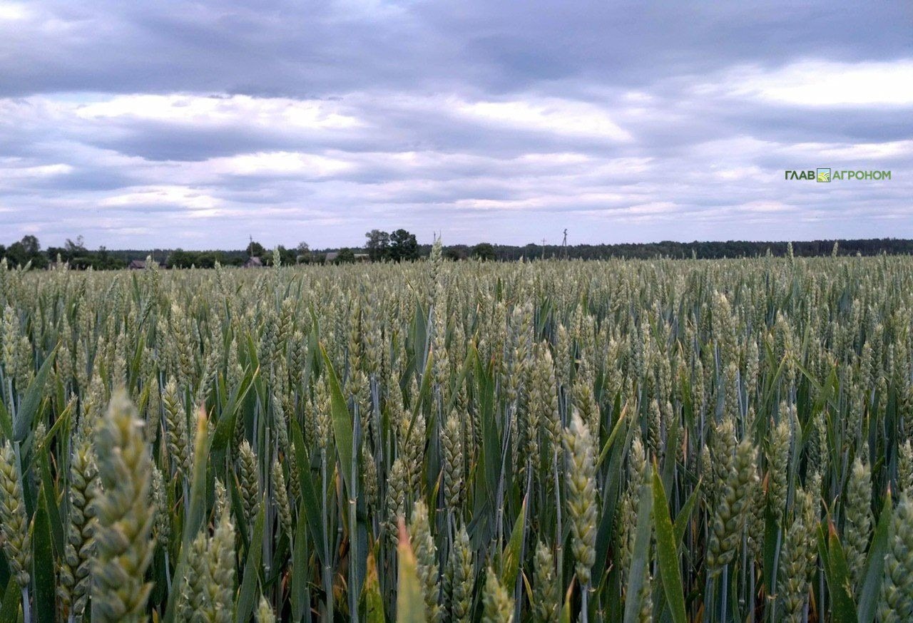 ВТБ планирует создать собственный агрохолдинг ВТБ приобрел крупные активы в сельском хозяйстве и планирует создать на их базе собственный агрохолдинг Об этом заявил глава банка Андрей Костин в интервью Reuters Он уточнил что агрохолдинг сосредоточится на переработке зерна и другой сельскохозяйственной продукции У нас образовался большой банк земли и собственное производство разной сельхозпродукции Несколько активов мы приобрели напрямую на ВТБ сейчас их консолидируем и я думаю можно в ближайшие 3 5 лет создать такой холдинг сказал руководитель