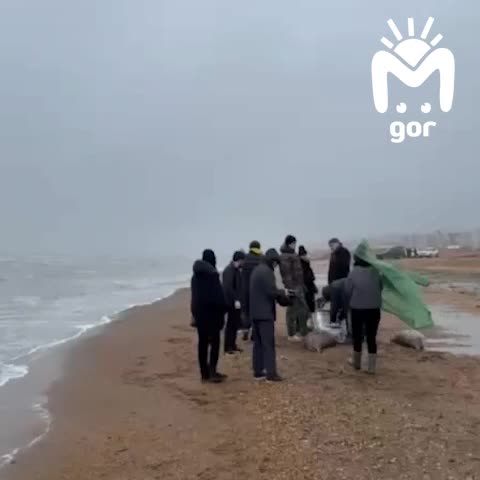 Россельхознадзор подтвердил отсутствие инфекций у погибших тюленей на Каспии