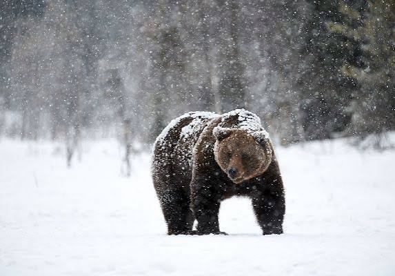 В заповеднике Башкирии медведь напал на сноубордиста В окрестностях горы Малый Ямантау в Южно Уральском заповеднике медведь напал на человека Хищник атаковал сноубордиста катавшегося на склоне Об этом сообщил путешественник Олег Чегодаев Пострадавший выжил но получил травмы и телесные повреждения Известно что туристический маршрут временно закрыли ufa aif ru БашПрирода