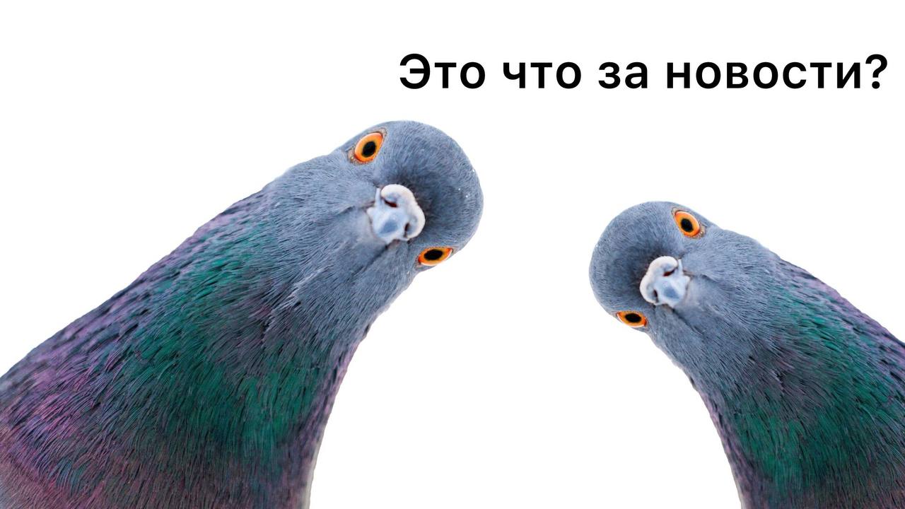 Общественники в России предложили разрешить бездомным охотиться на голубей и жить в свободных квартирах и отелях Авторы инициативы считают что голуби это летающий продовольственный резерв мегаполиса а пустующие квартиры и гостиничные номера должны стать ночлегом для бездомных Законопроект направлен в Госдуму Подписаться Прислать новость