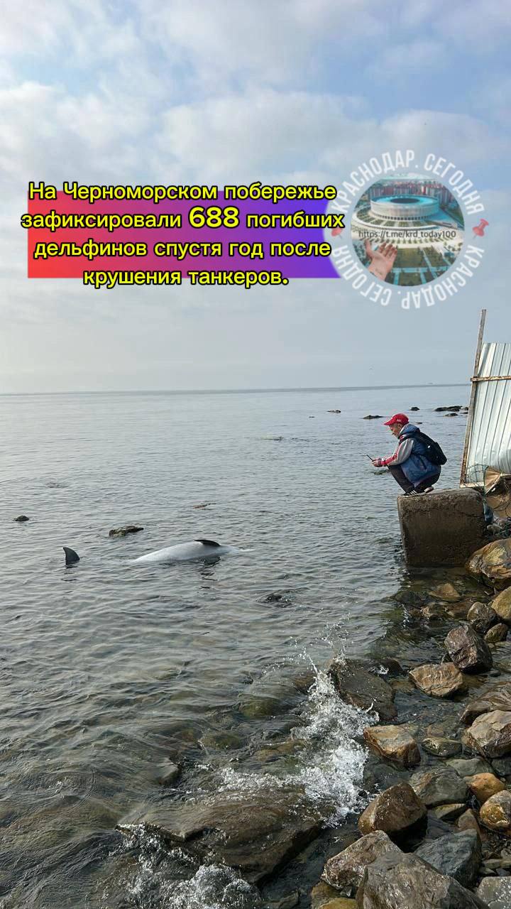 На Черноморском побережье зафиксировали 688 погибших дельфинов спустя год после крушения танкеров Эти данные предоставлены центром Дельфа Эксперты связывают гибель животных с рыболовством болезнями из за загрязнения моря и естественной смертностью отмечая что не все дельфины погибли из за разлива мазута Влияние разлива нефтепродуктов на популяцию китообразных ещё предстоит выяснить Последствия подобных катастроф могут проявляться в течение нескольких лет Есть интересная новость Присылайте нам  Краснодар Сегодня   канал в MAX ПРИСЛАТЬ НОВОСТЬ