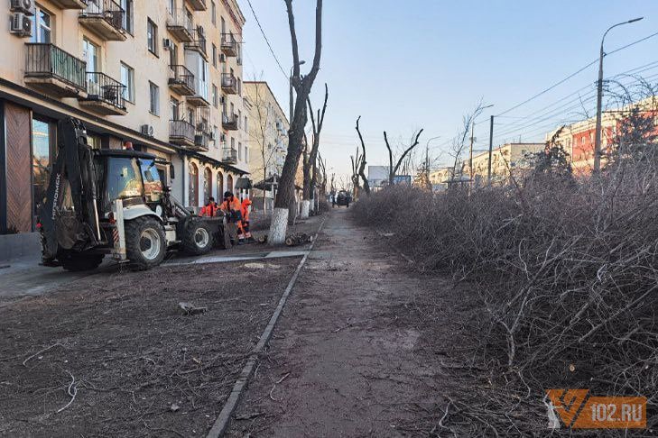 «Сад причудливых рогатин» появился в центре Волгограда  В Волгограде, несмотря на морозы, уже вторую неделю идёт омолаживающая обрезка деревьев. Как сообщает ИА «Высота 102», полномасштабные работы развернулись на пр. Ленина, в границах одноимённой площади и ул. 7-й Гвардейской. Здесь муниципальные службы для безопасности прохожих производят массовую опилку растений, а также полностью убирают некоторые деревья.  При этом далеко не все горожане с пониманием отнеслись к такой заботе. Волгоградцы уверены, что такая обрезка лишит их тени предстоящим летом.  Но в мэрии уверены, что зимняя стрижка сделает деревья моложе и даст им возможность подняться ещё выше.