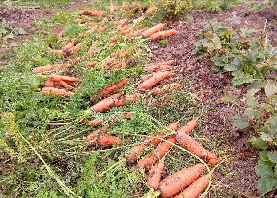 Необходимо предпринять все меры для повышения фактической доли семян отечественной селекции зампред Комитета Совфеда по аграрно продовольственной политике и природопользованию Белан Хамчиев