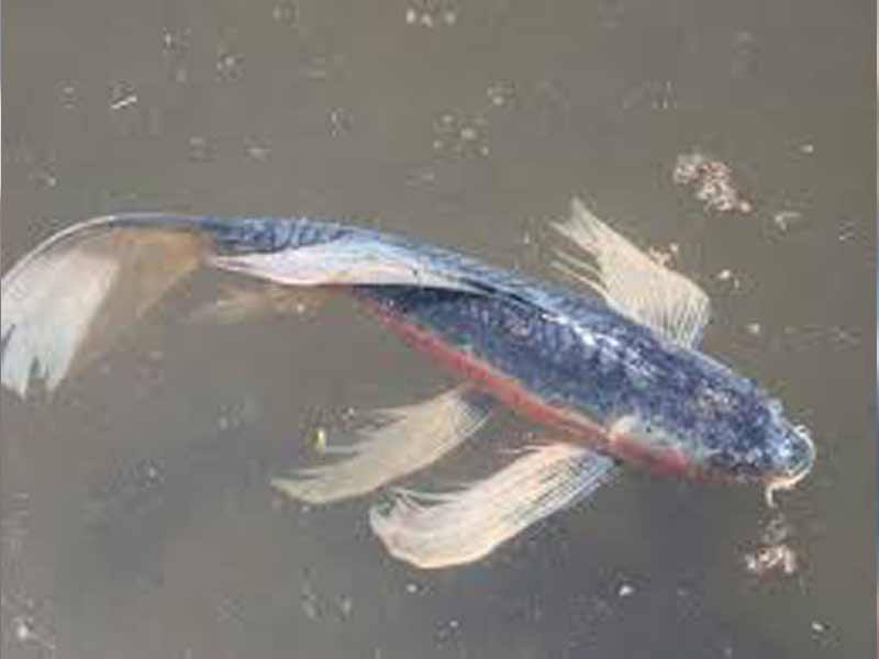 ИЗ СВЕЖЕГО НОМЕРА Рыба теперь с чипами Состоялось совещание на котором заместитель министра сельского хозяйства РСО А Игорь КАДЗАЕВ руководитель Управления ветеринарии РСО А Сослан КОКОЕВ представители Россельхознадзора и ряда ведомств встретились с рыбоводами республики Основным вопросом обсуждения стало групповое маркирование рыб это процесс идентификации группы рыб гидробионтов в аквакультуре рыбоводстве с помощью визуальных средств маркировки Цель обеспечить прослеживаемость продукции животного происхождения и борьба с эпизоотиями Как отметил Сослан Кокоев групповое маркирование рыб в аквакультуре утверждено постановлением Правительства РФ Оно вступило в силу с 1 марта 2024 года А рыбы и другие объекты аквакультуры подлежат групповому маркированию не позже 1 марта этого года Подробнее в СО Подпишитесь на СО в МАХ