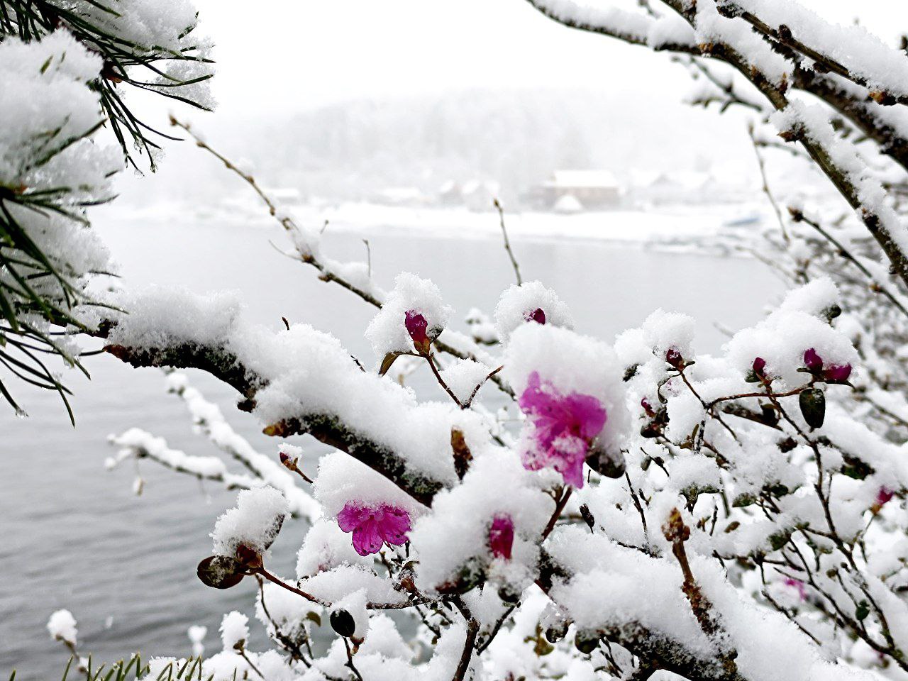 8 ноября отмечается День Сибири неофициальный российский праздник приуроченный ко дню взятия казаками под предводительством атамана Ермака столицы Сибирского ханства Искер в 1582 году Праздник был учреждён в 1881 году императором Александром III как День благодарения Сибири Он широко отмечался в России вплоть до 1917 года в советское время о нём предпочли забыть В настоящие дни празднование Дня Сибири активно возрождается во многих сибирских городах С Днём Сибири Фото Евгений Веселовский