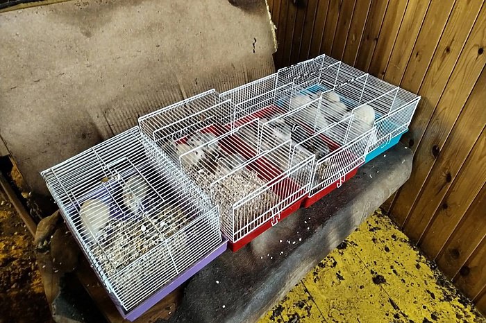 Крыскин дом В Екатеринбурге волонтеры расселяют сарай расплодившихся декоративных крыс Настоящий Крыскин дом обнаружили волонтеры в Екатеринбурге сообщает в Telegram 4 канал В холодном сарае жили более 40 декоративных грызунов большая часть из которых оказалась больна История крыскина дома началась с двух питомцев мальчика и девочки Их хозяйка уехала в Москву оставив крыс на попечение дедушке За два года зверьки расплодились настолько что им стало тесно в клетке и дедушка переселил их в сарай Он навещал их кормил и заботился как знал и умел рассказали волонтеры в сообществе Крыскино логово во ВКонтакте В сарае зимой очень холодно крысы все это время выживали как могли uralweb ru