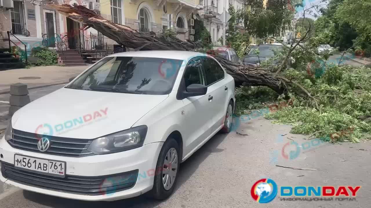 В Ростове дерево упало на машину из-за сильного ветра