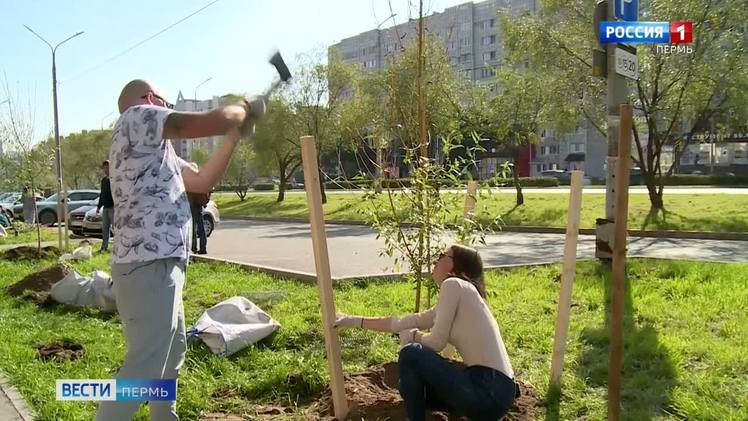 Озеленительная кампания: высаживать деревья и кустарники помогают садовники-волонтеры    В Перми стартовала осенняя озеленительная кампания, которая продлится до конца октября. На улицах города планируется высадить 650 деревьев и 3 947 кустарников. К специалистам МКУ "ГорЗеленСтрой" присоединяются и садовники-добровольцы. Деревья высаживают семьями.