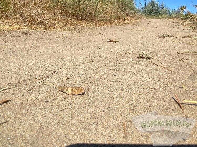 В 6 районах Волгоградской области ввели режим повышенной готовности из-за саранчи В Волгоградской области в нескольких районах ввели режимы повышенной готовности из-за саранчовых вредителей. Как рассказали Волжский.ру в пресс-службе волгоградского филиала ФГБУ «Россельхозцентр», особая мера действует для оперативного проведения обработок выявленных очагов на территории Старополтавского, Палласовского, Быковского, Среднеахтубинского, Ленинского, Светлоярского районов. Эта необходимо для проведения обработок сельхозтоваропроизводитеями и получения в дальнейшем субсидии на возмещение части затрат. Добавим, с 20 мая защитные мероприятия провели уже на площади свыше 3 тысяч гектар. Подробнее на Волжский.ру: