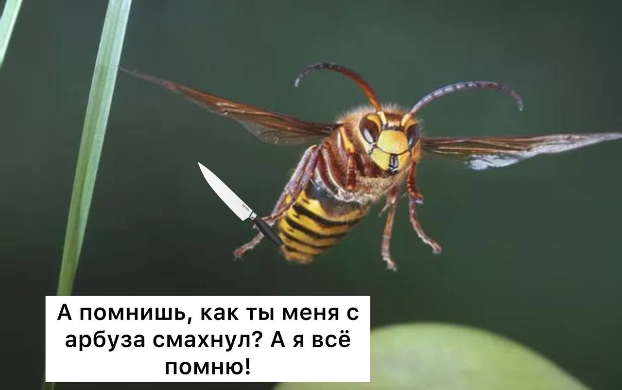 В этом году в России наблюдается настоящий пик численности ос, которые не просто жалят, а активно мстят, — исследование Сообщается, что россияне массово жалуются на насекомых, которые кусают даже спустя час после первой встречи. Оса, например, может «отомстить» за то, что её случайно отогнали рукой. Особенно много ос на дачных участках: вот, например, на одном сарае в Подмосковье было зафиксировано сразу девять гнёзд, тогда как в прошлом году их было только два. Эксперты отмечают, что такие всплески наблюдаются раз в 9-11 лет. К тому же, август — время брачного сезона для ос, и агрессии прибавляется Подписаться Прислать новость