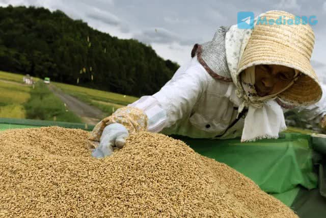 УРОЖАЙ РИСА В ЯПОНИИ ПОД УГРОЗОЙ ИЗ-ЗА РЕКОРДНОЙ ЖАРЫ НА ФЕРМАХ.   [Bloomberg] ............................................................. → В Японии — рисовый кризис. Рекордная жара и засуха ударили по урожаю, цены выросли на 50%.   В школах и магазинах начали ограничивать подачу риса. В ответ правительство сформировало антикризисную группу и отменило запрет на посадки.    Ожидается худший урожай с 2003 года — климат всё заметнее влияет на продовольственную безопасность страны. ............................................................. Bloomberg