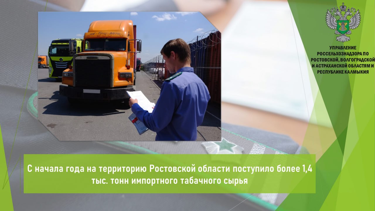 Управлением Россельхознадзора в период с начала 2025 года проконтролировано более 1,4 тыс. т импортного табачного сырья, поступившего на склад временного хранения в городе Батайске Ростовской области.    Табачное сырье, происхождением Бразилия, Индия, Бангладеш, Италия, Малави, ввезено на территорию региона автомобильным транспортом.  Продукция ввезена на территорию региона в соответствии с нормами действующего законодательства в области обеспечения карантина растений. Должностными лицами Управления выданы акты федерального государственного карантинного фитосанитарного контроля  надзора . В настоящее время продукция выпущена в обращение.    Открыть полный текст  #Карантинный_фитосанитарный_контроль #Ввоз_вывоз_транзит #Импорт