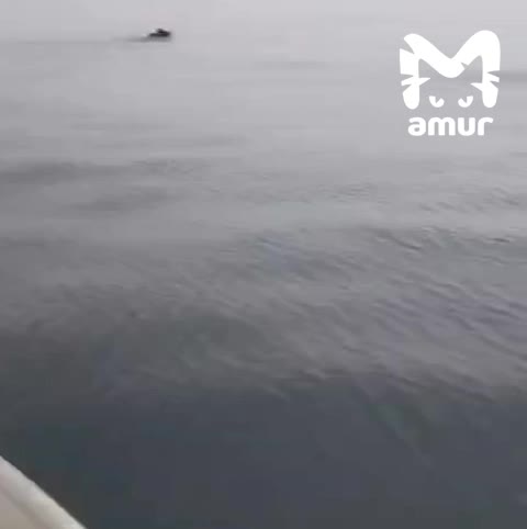 Рыбаки в Приморье заметили плывущего бурого медведя в заливе Петра Великого