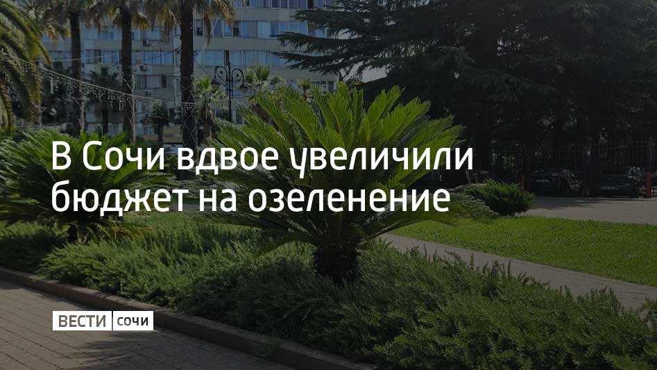 На восстановление зеленого фонда Сочи по муниципальной программе "Охрана окружающей среды" направили дополнительные средства. Теперь бюджет на озеленение составляет 400 миллионов рублей.Еще 7,4 миллиона рублей дополнительно направят на защиту насаждений от насекомых и заболеваний. Во всех районах Сочи дополнительно будет высажено более 800 деревьев, свыше 13 тысяч кустарников и 178 новых пальм, сообщили в администрации Сочи.